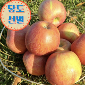 산지직송 당도선별 가정용 청송 안동 꿀 부사 혼합 사과, 1박스, 가정용 청송 안동 부사사과 5kg 혼합