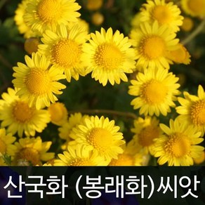 산국화 씨앗 봉래화 종자 꽃씨 꽃씨앗 야생화 10000알, 1개