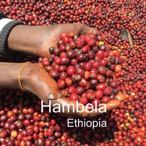 위트러스트 [위트러스트] 에티오피아 함벨라 500g Ethiopia Hambela 스페셜티 커피, 모카포트, 1개