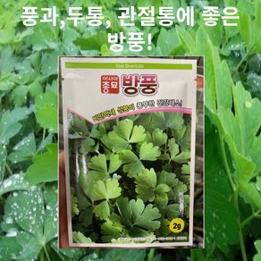 아시아종묘 비만억제 성분이 풍붕한 건강채소 방풍 2g, 500개