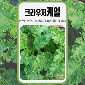 케일 씨앗 3g 세계종묘 종자 모종 씨 작물 야채 채소 쌈채소 크라우저케일 곱슬 쌈용, 1개
