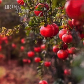 석류나무 태산석류 묘목(삽목2년) 금강원예