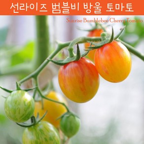 선라이즈 범블비 Sunise Bumblebee 달콤한 희귀토마토 교육용 체험용 세트, 1개