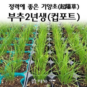 [모종심는아빠] 정력에 좋은 기양초 부추 2년생 (컵포트)