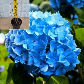 [서진스토어] 엔들레스썸머수국 묘목 오리지널 5치화분 개화주, 1개, 오리지널5치