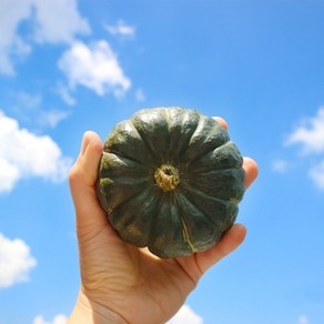 미니밤호박 2kg 국산 보우짱 미니 밤 단호박 진맛깔, 1박스