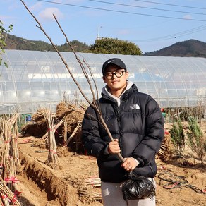 배나무 묘목 3년생 신고 배나무 결실주 신고 화산 원황 신화 황금배