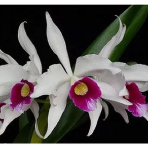 [신라난농원]카틀레야원종.Laelia pupuata.아주좋은향.예쁜흰색의 보라색립프.꽃모양특이함.꽃모양큰편.꽃모양시원시원한형.아주좋은향.고급종.귀한품종.~~~, 1개