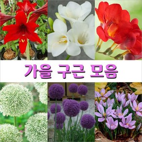 가을 구근 모음, 3. 알리움  백색 1구, 1개