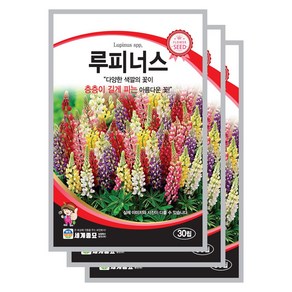 루피너스 씨앗 30립 꽃씨앗 세계종묘 모칸도