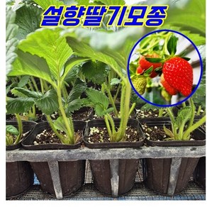 모종-딸기모종 묘목 설향 아주 달고 맛있는 딸기 컵포트 런너이용한 딸기결실모종, 8개