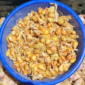 [부자밥상] 쪽파씨 건강한 쪽파종근 씨쪽파산지직송 택배, 1개
