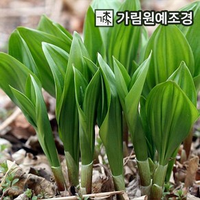 봄꽃 야생화 화초 꽃 가림원예조경, 산마늘 명이나물 3치포트 (10개 묶음), 1개