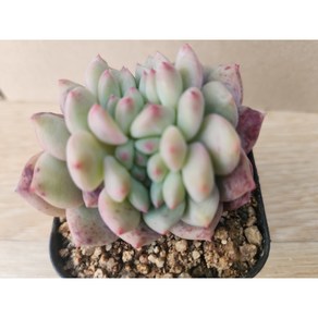 정화다육 다육식물 아리엘철화소품, 1개