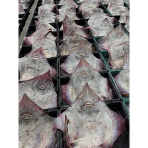 무조건 국산 목포 홍어 500g부터1kg 삼합 삭힌 흑산 홍어 택배, 1박스, 국산홍어500g