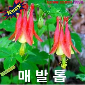 (희귀씨앗) 매발톱 리틀랜턴 15립, 1개