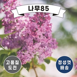 (나무85) 라일락나무 시리즈, 1개