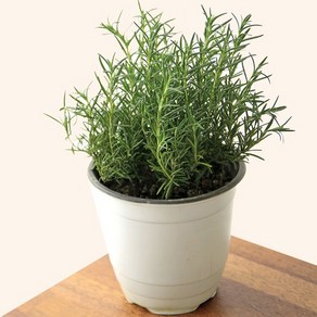 대성식물 로즈마리 rosemary 15cm포트 식용 허브