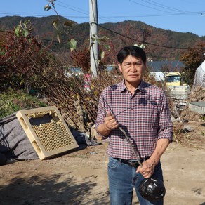 사과나무 묘목 (부사 홍로) 접목 3년생 결실주 화분묘 중묘