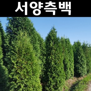 서양측백 미측백 나무 묘목 포트3개(H30cm이상)/정원수 경계수, 3개