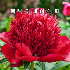 레드참 [1포트 복남이네야생화 작약 목단 피오니 peony], 1개