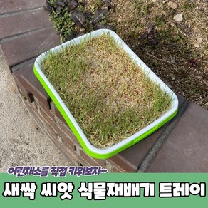 새싹 씨앗 식물재배기 트레이, 1개