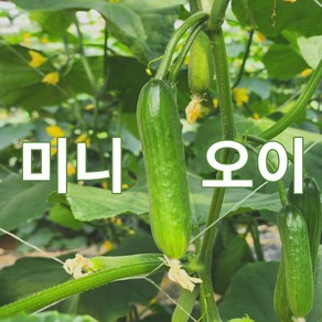 미니오이 500g 1kg 2kg 스낵오이 작은오이 꼬마오이 미니스탑 산지직송 빠른배송, 1개