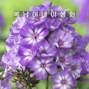 프록스 스위트썸머 서프라이즈 [1개 복남이네야생화 모종 플록스 phlox], 1개