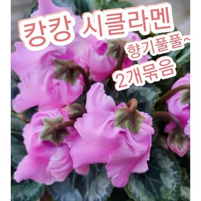 시클라멘꽃-프릴-캉캉 2개묶음/신품종 캉캉 시클라멘꽃, 2개