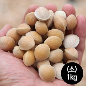 전대표 공주 피은행(대 중 소) 국내산 ginkgo nut, 1개, 피은행3호(소)1kg