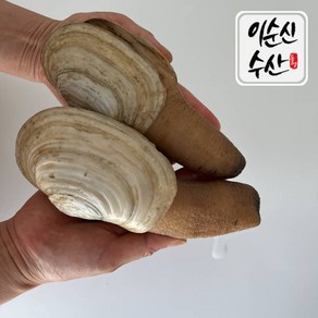 [우체국쇼핑] 이순신수산 다이버가 채취한 자연산 코끼리조개/왕우럭조개 1kg, 1개, 왕우럭조개 1kg