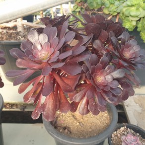 [수암다육] 피그미초콜렛 랜덤발송 Aeonium 'Pygmaea' 랜덤발송 다육 다육이 다육식물 아프리카식물 149, 1개