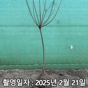 착한가격 나무생각 / 앵두나무(조선앵두) / 3년생 / 결실주, 1개