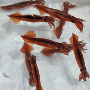 한입 미니 오징어 통찜 숙회 볶음 500g 1kg, 1개, 1kg 내외 (25미 내외)