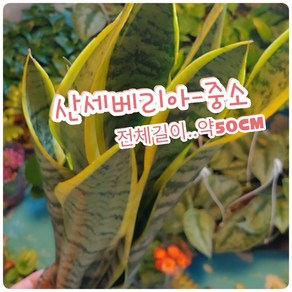 꽃나라엘리스 산세베리아-중소-최고의 공기정화 식물 산세베리아, 1개