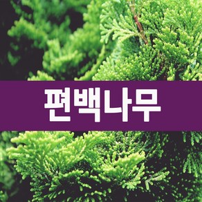 [나무의모든것] 편백나무묘목, 편백나무묘목(50cm이상), 1개