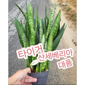 타이거산세베리아 대품/짙은 색감과 호피무늬가 매력적인 '타이거 산세베리아, 1개