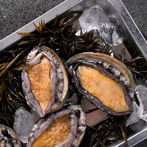 [완도청정수산] 완도활전복 산더미전복 38~45미 1kg 사은품 손질칼증정 (생산자 직접 판매), 1개