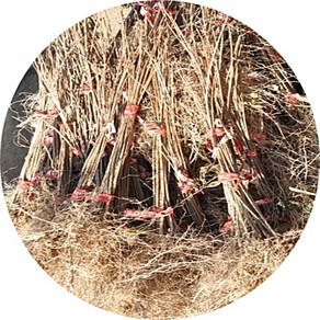 고로쇠단풍나무/우산고로쇠/Ace palmatam/묘목/2년3년5주/우산고로쇠/울릉도고로쇠/3년1주/정원수/조경수, 1세트, 3년5주