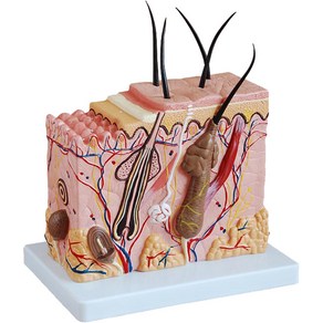 피부 모형 조직 구조 교육용 모낭 모근 두피확대, 1개