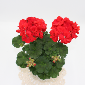 [골든플랜트] 페라고늄(Pelargonium) 페라제라늄 ( 중 품 ) 특A급 베란다월동 추위강함 색상랜덤발송 상세페이지참고