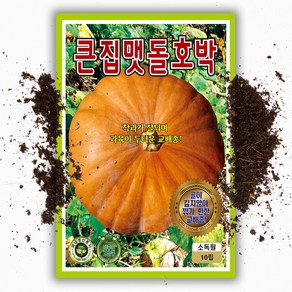 늙은호박 씨앗 10립 맷돌 호박 종자 채소 씨 봄 여름 가을 호박씨 KS, 1개