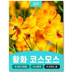 노란 황화 코스모스 황색 황하 씨앗 혼합 500립, 1개