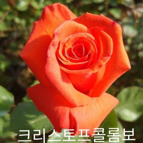 사계장미 (정원) 크리스토프콜롬보 (주홍색) 포트(분) 키60cm 1주(개), 1 쿠팡 클릭애비뉴 본상품선택, 1개