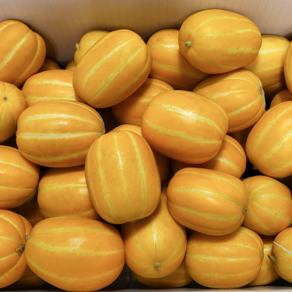 [산지발송] 달콤과즙 고당도 가정용 성주참외, 1개, 5kg(꼬마소과)