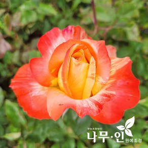 [나무인] 마쯔리 고급사계정원장미, 1개