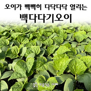 [모종심는아빠] 다닥다닥 열리는 백다다기오이 모종, 모종10개, 1개