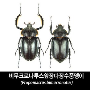 비무크로나투스앞장다리장수풍뎅이표본-Propomacrus bimucronatus