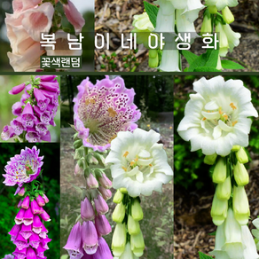 디기탈리스 몬스트로사 [3포트 복남이네야생화 모종 키큰식물 digitalis], 3개