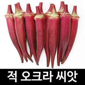 적 오크라 씨앗 고추 종자 채소 야채 판매 씨 20알